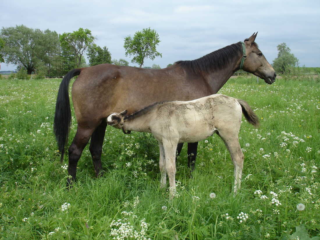 Photo: is horse milk a thing