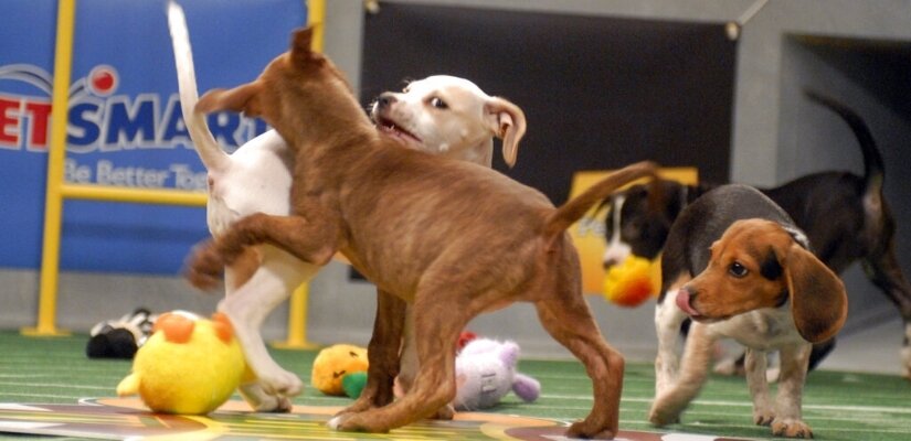 Photo: puppy bowl betting odds