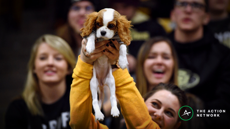 Photo: puppy bowl betting odds