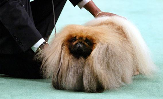 Photo: dog show betting