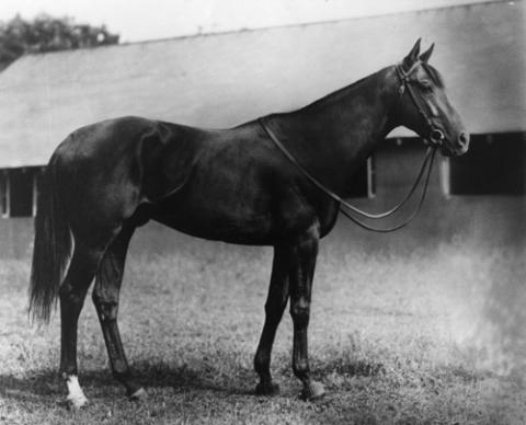 Photo: king ranch triple crown winner