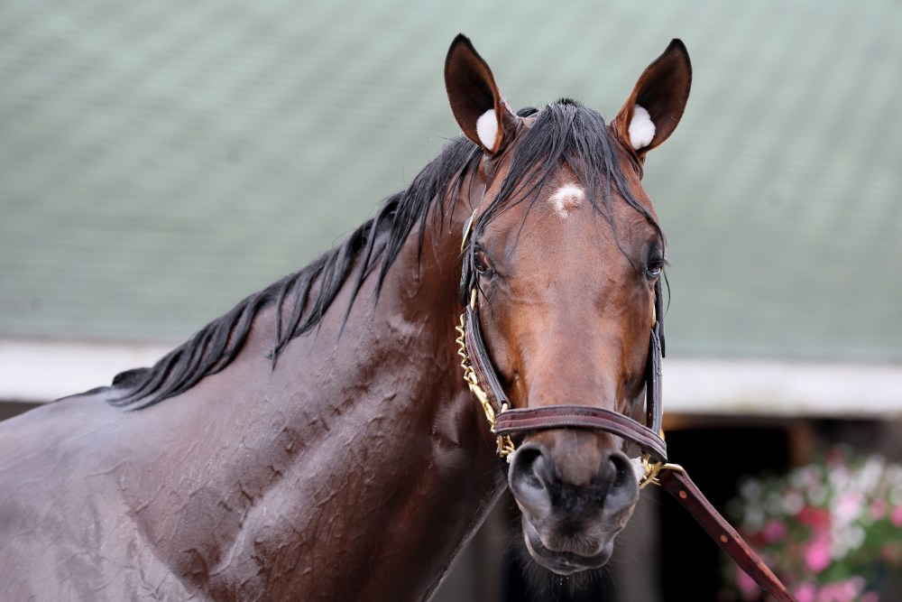 Photo: top horses for kentucky derby