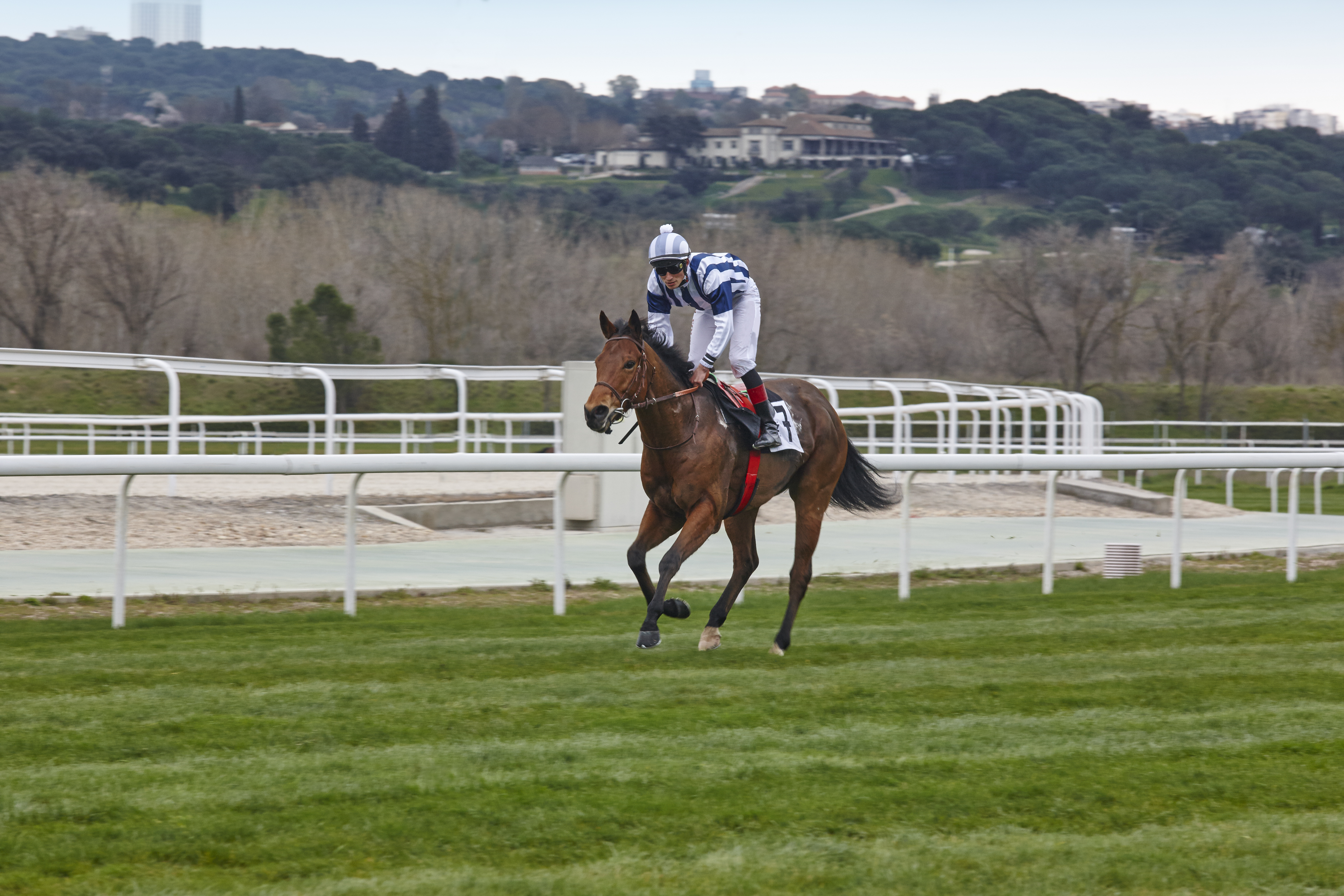 Photo: how do i bet on the preakness