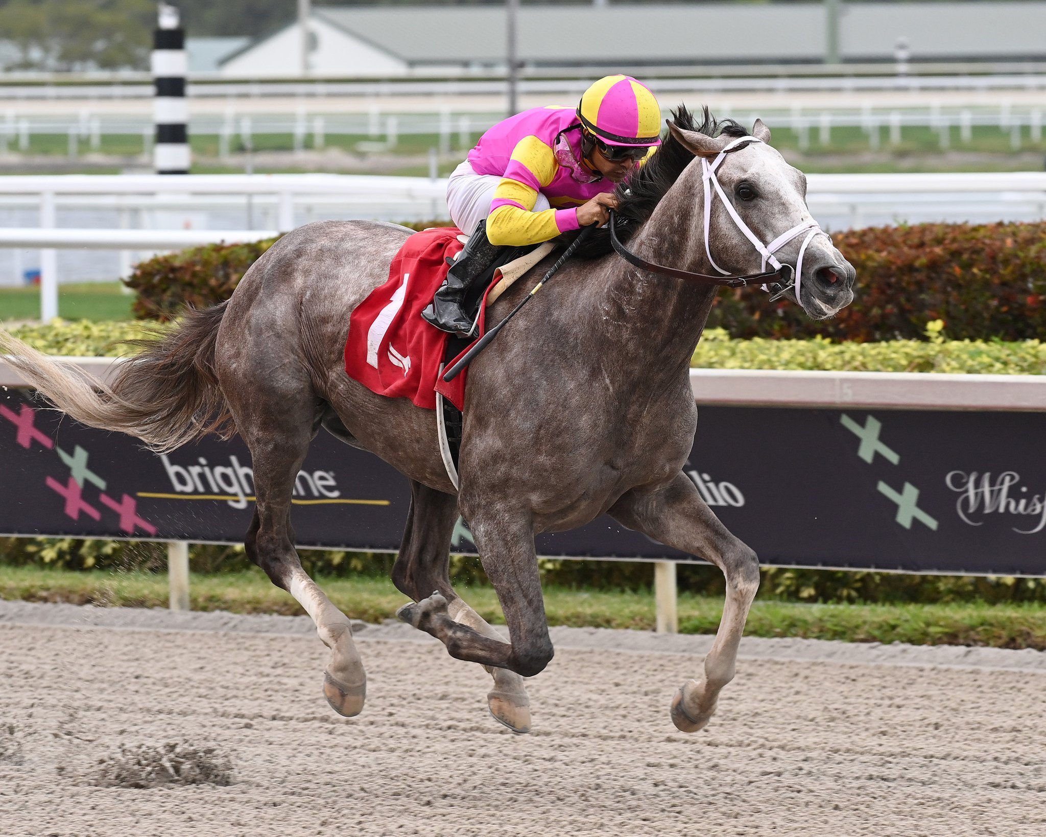 Photo: tapit trice horse odds