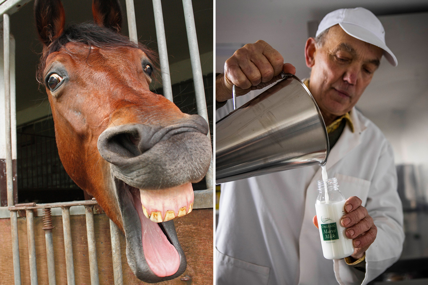 Photo: is horse milk a thing