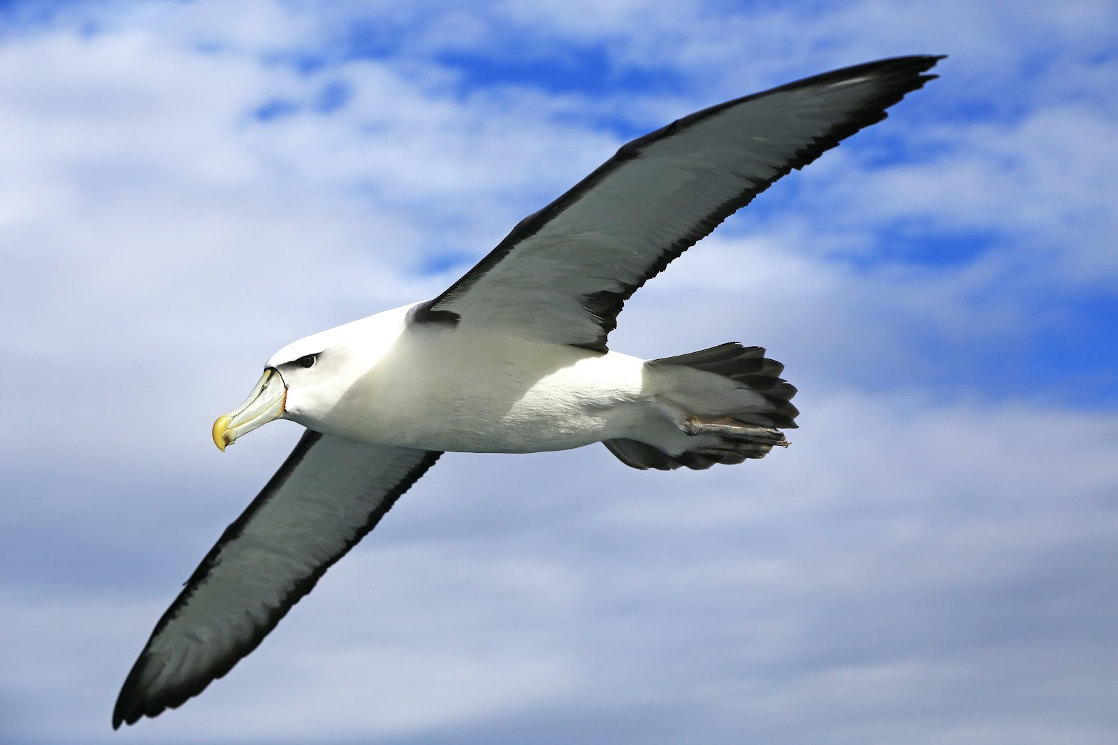 Photo: odds of an albatross