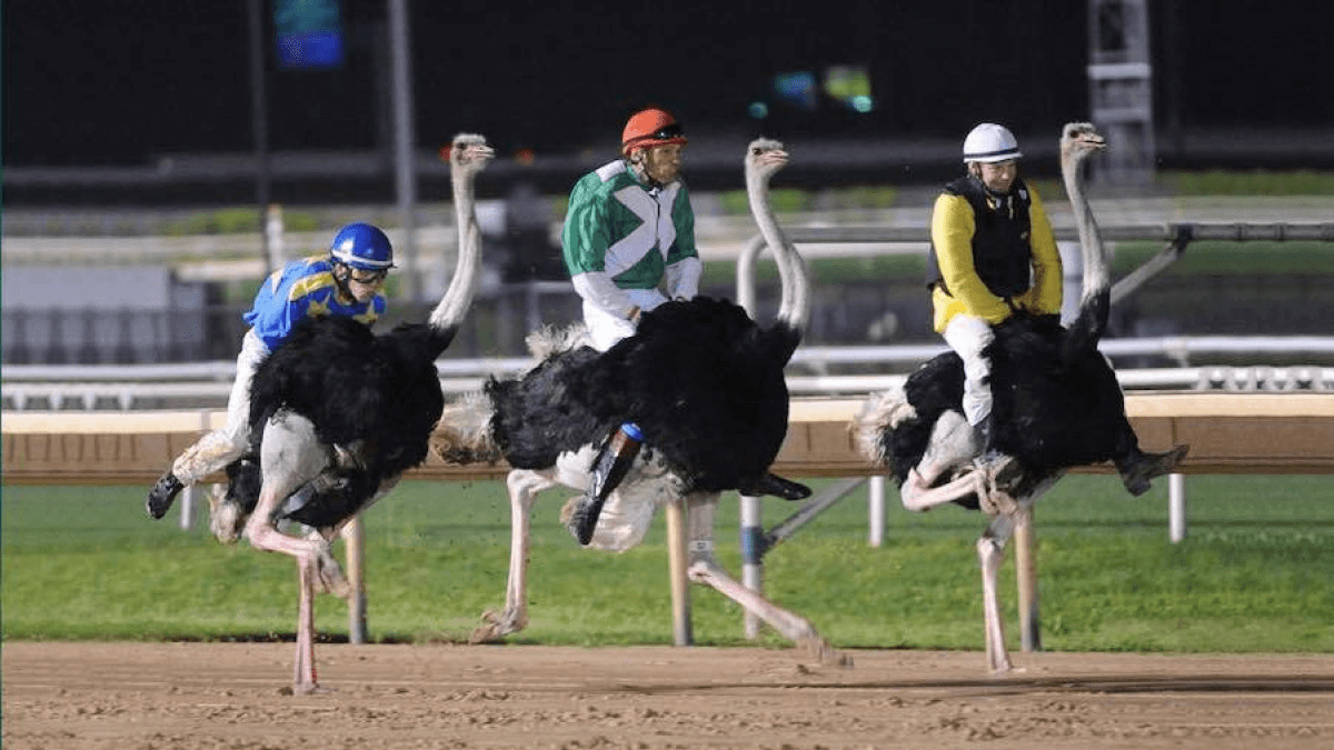 Photo: weirdest sports around the world